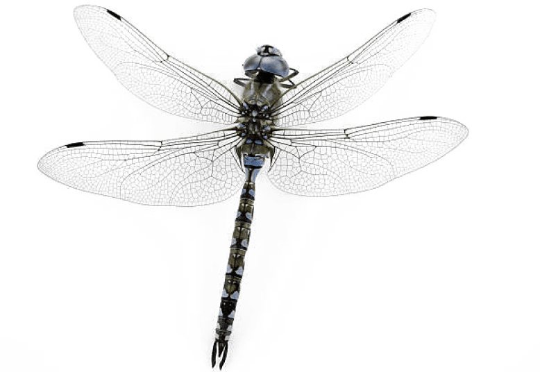 Picture Of A Dragonfly