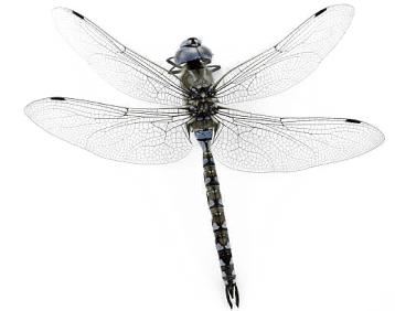 Dragonfly Artifact Photo