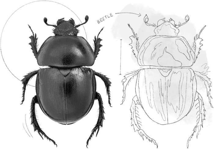 A black beetle from the Natural History Museum in both sketched and animated form