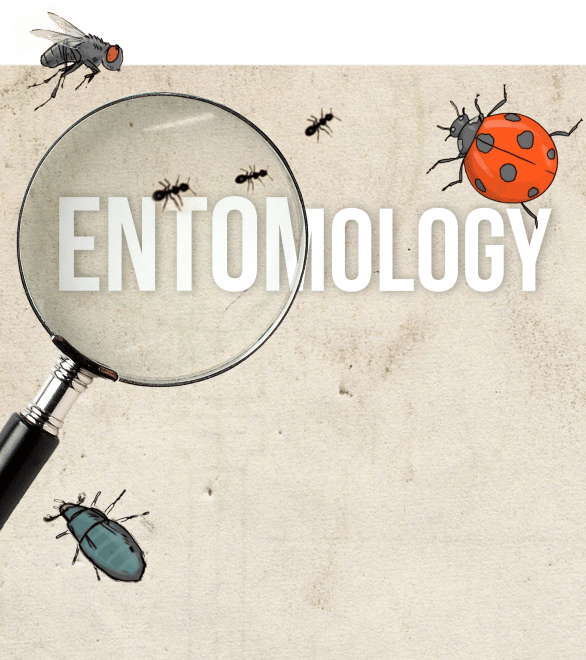 Entomology graphic with a handheld magnifier glass and insects crawling around the page