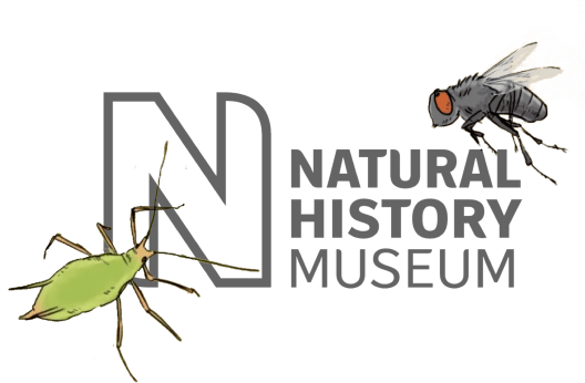 Incests crawling on the Natural History Museum Logo