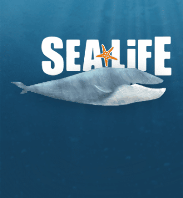 Sealife Promotional Video Case-study by Dragonfly video production company